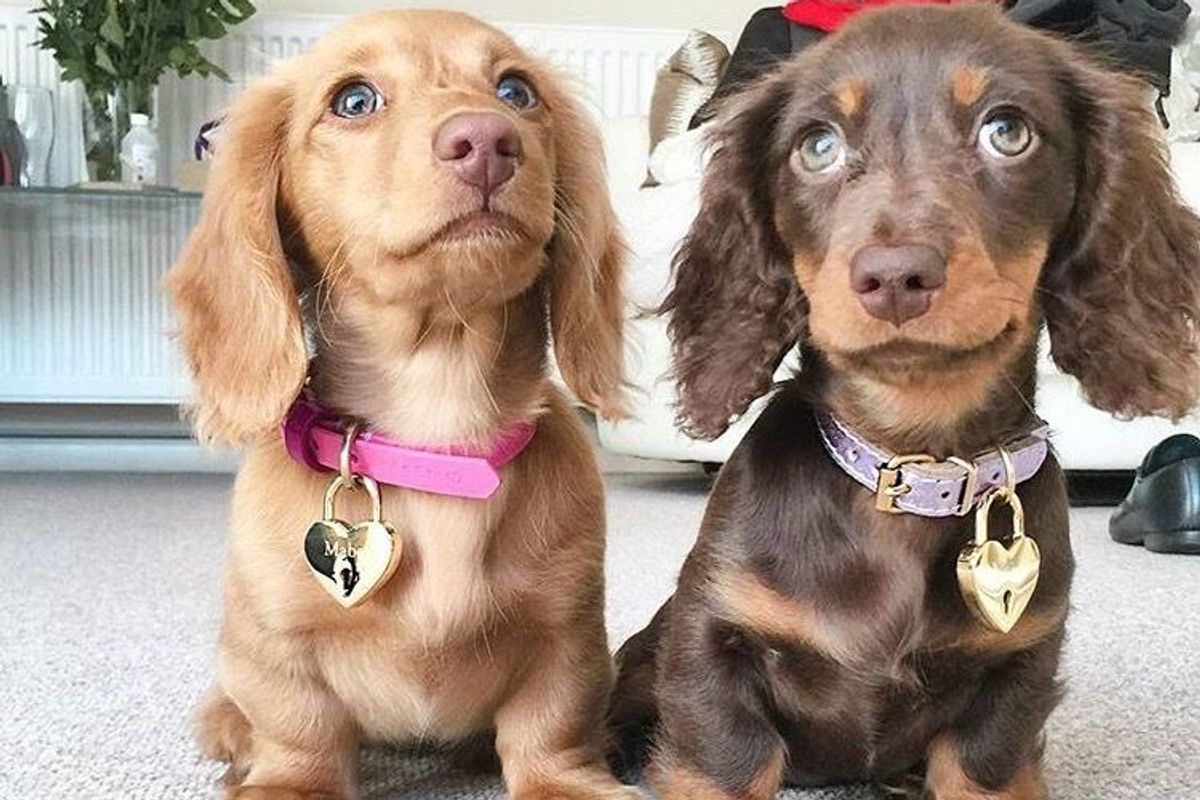 Teckel: La raza de moda!