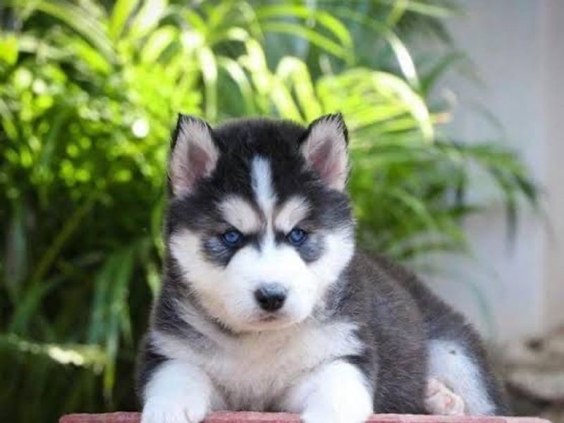 Husky siberiano