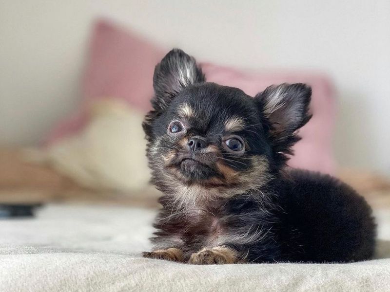 Chihuahua Pelo Largo