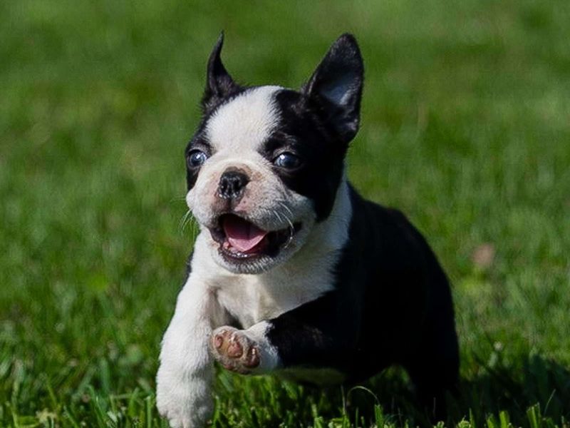 Boston Terrier