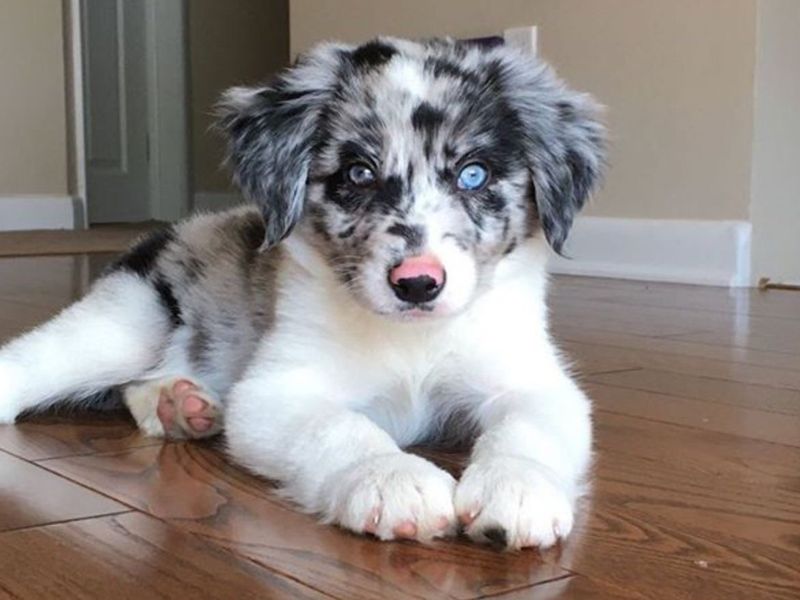 Border Collie