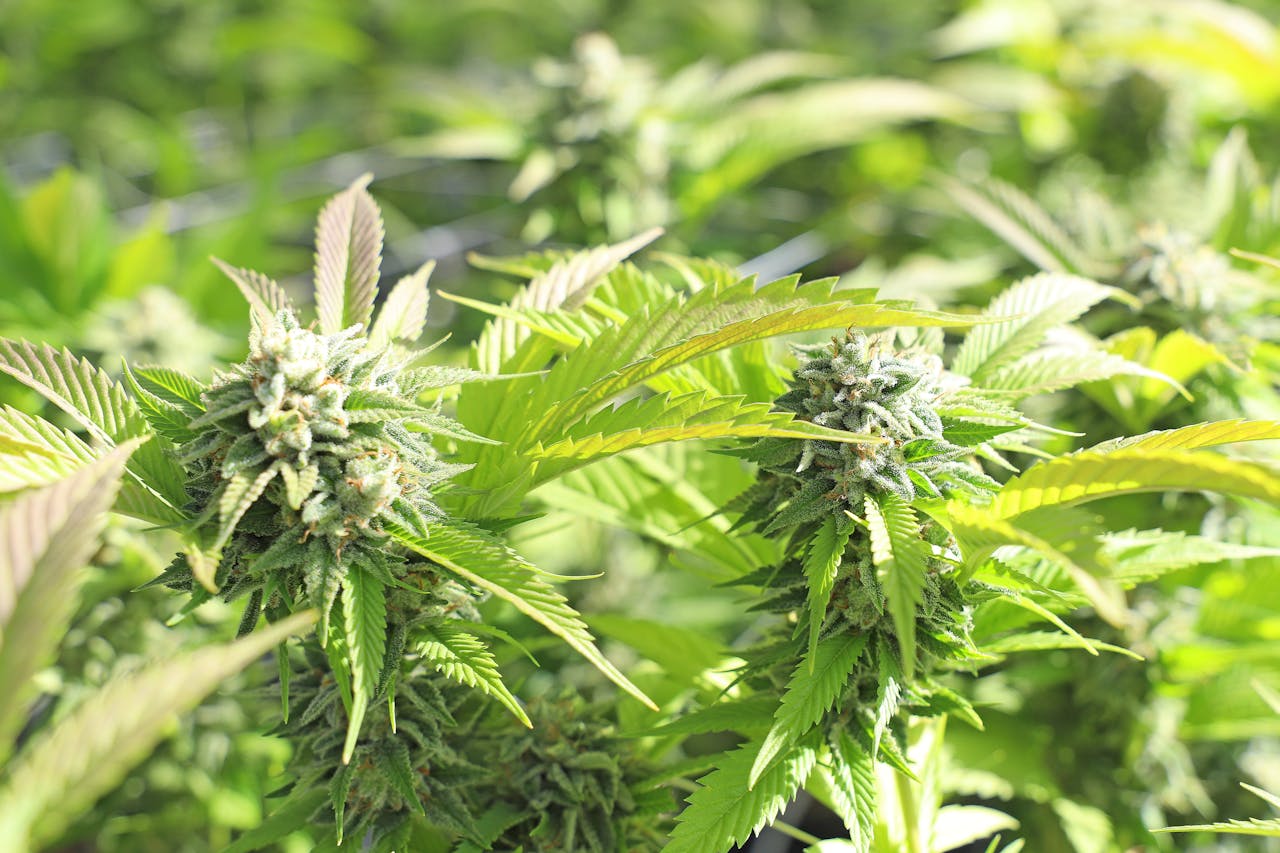 Cannabis Outdoor Grow: Anleitung zum Anbau im Freien