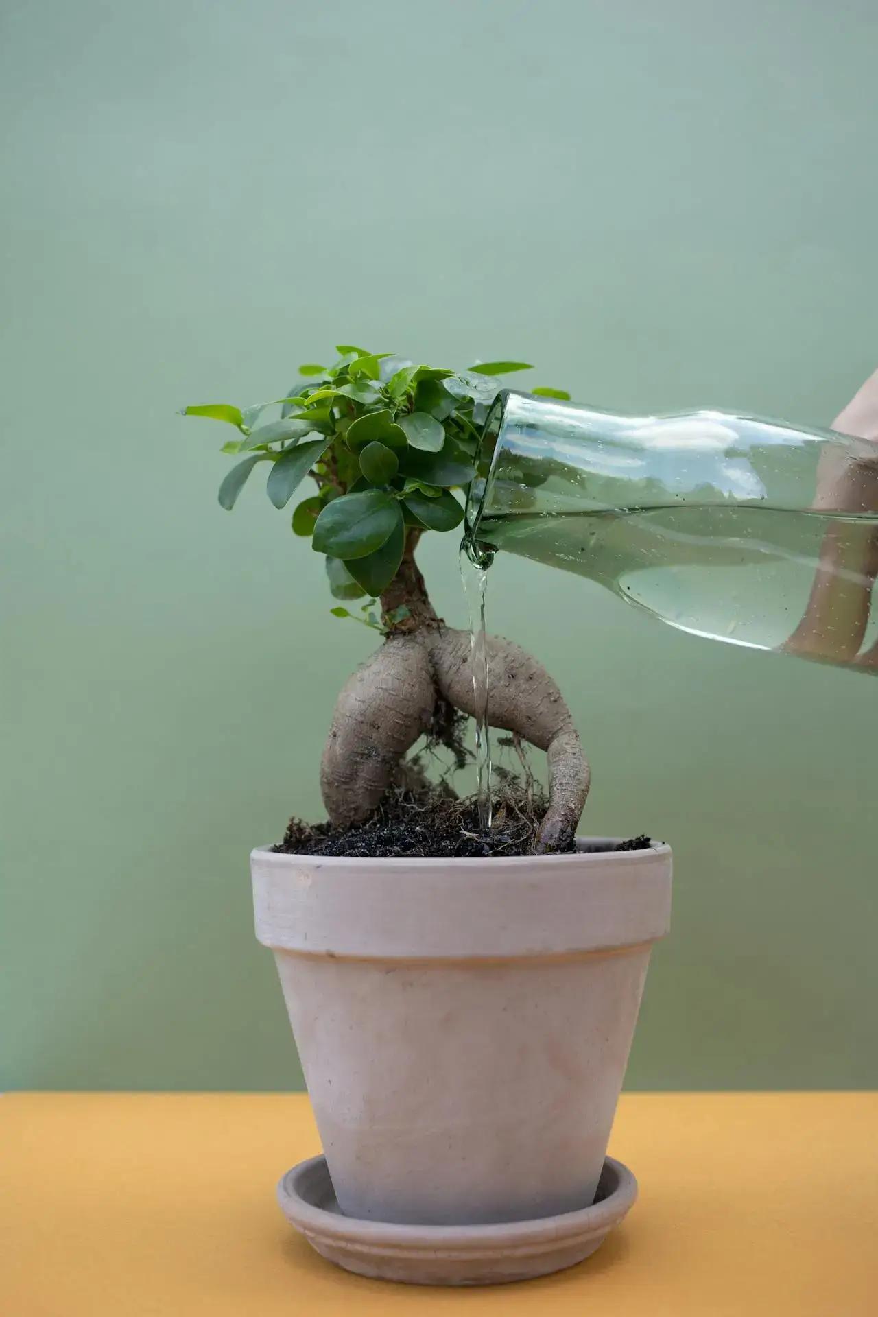 Sprudelwasser Bewsserung Cannabis: Ntzlich beim Anbau?