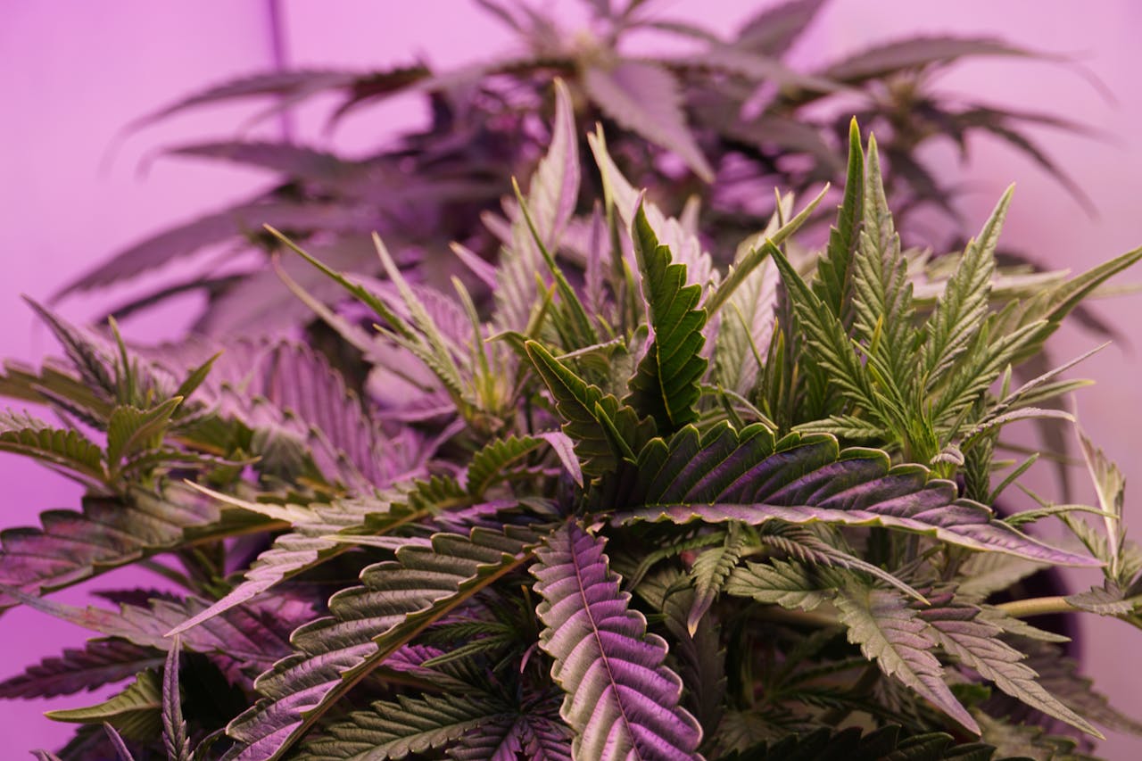 Indoor Growing: Anleitung fr deinen Cannabis Homegrow
