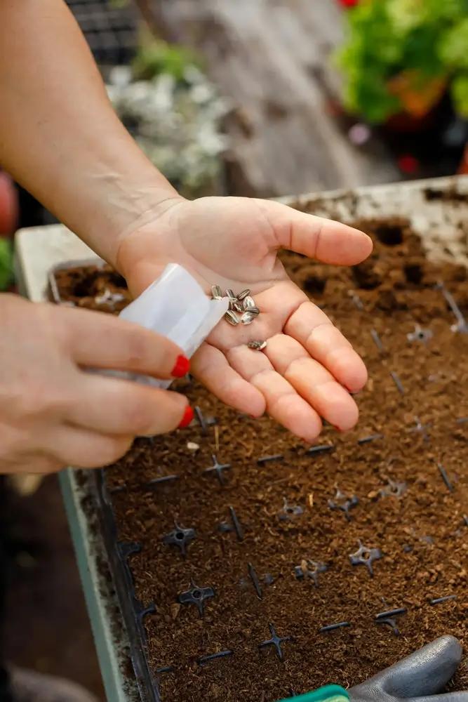 Cannabis Samen aufbewahren: Tipps zur Lagerung der Seeds