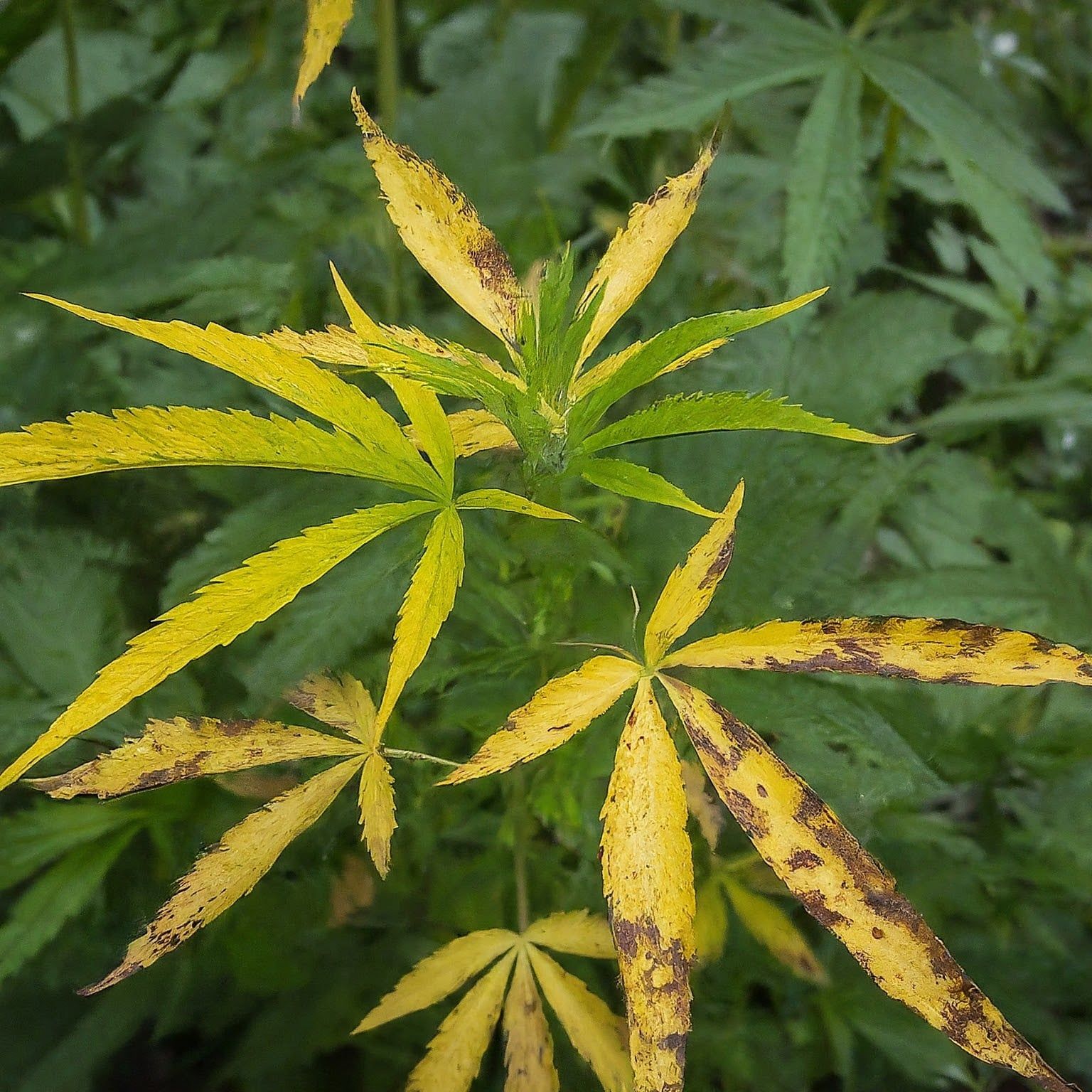 Gelbe Bltter bei Cannabispflanzen: Ursachen und Behandlung