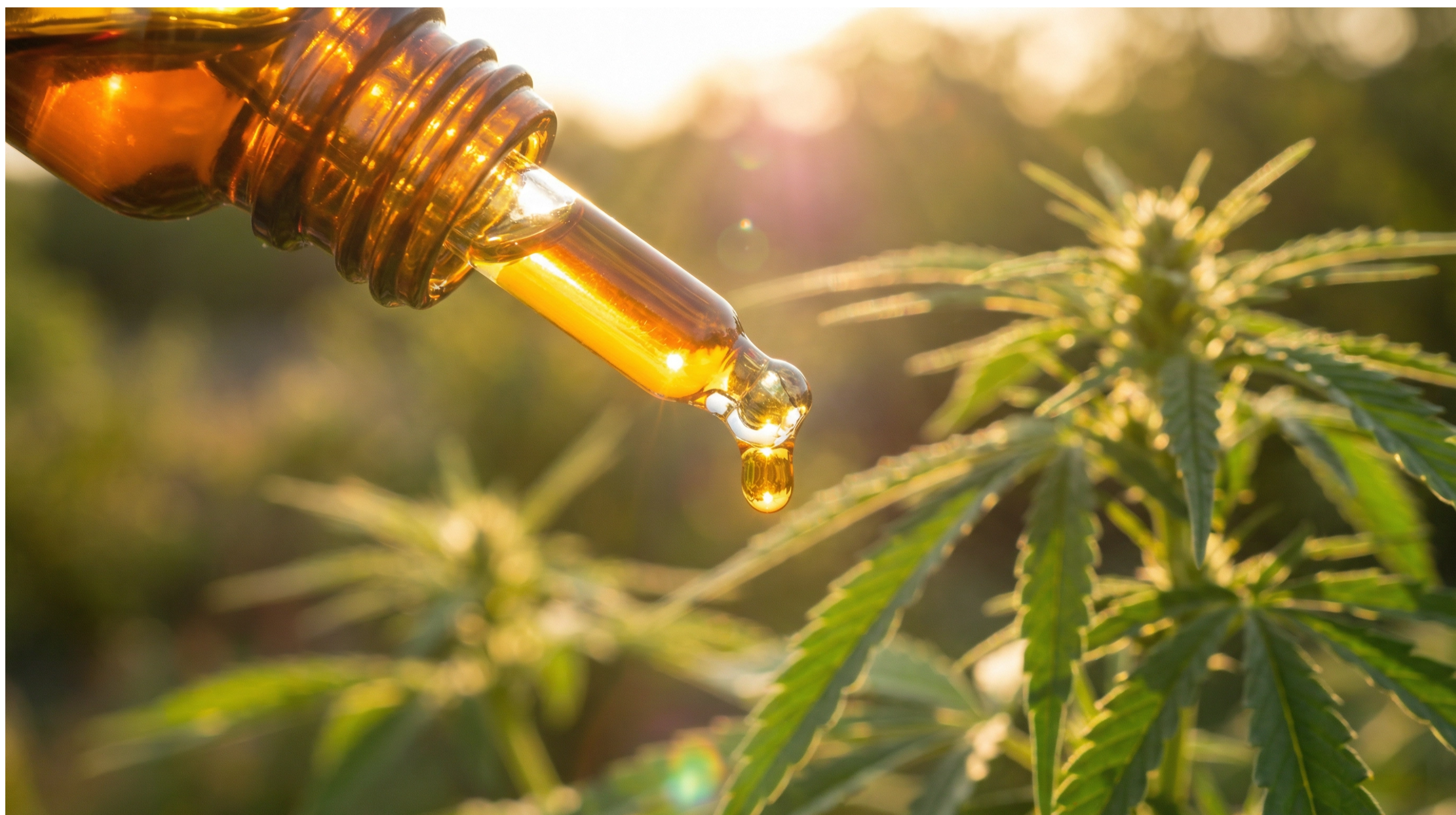 Cbd Vape Gefährlich Freigeist CBD Vape günstig: Amnesia Haze