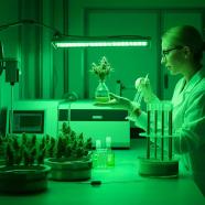Cannabis In Der Medizin Aktuelle Forschung Und Studien 