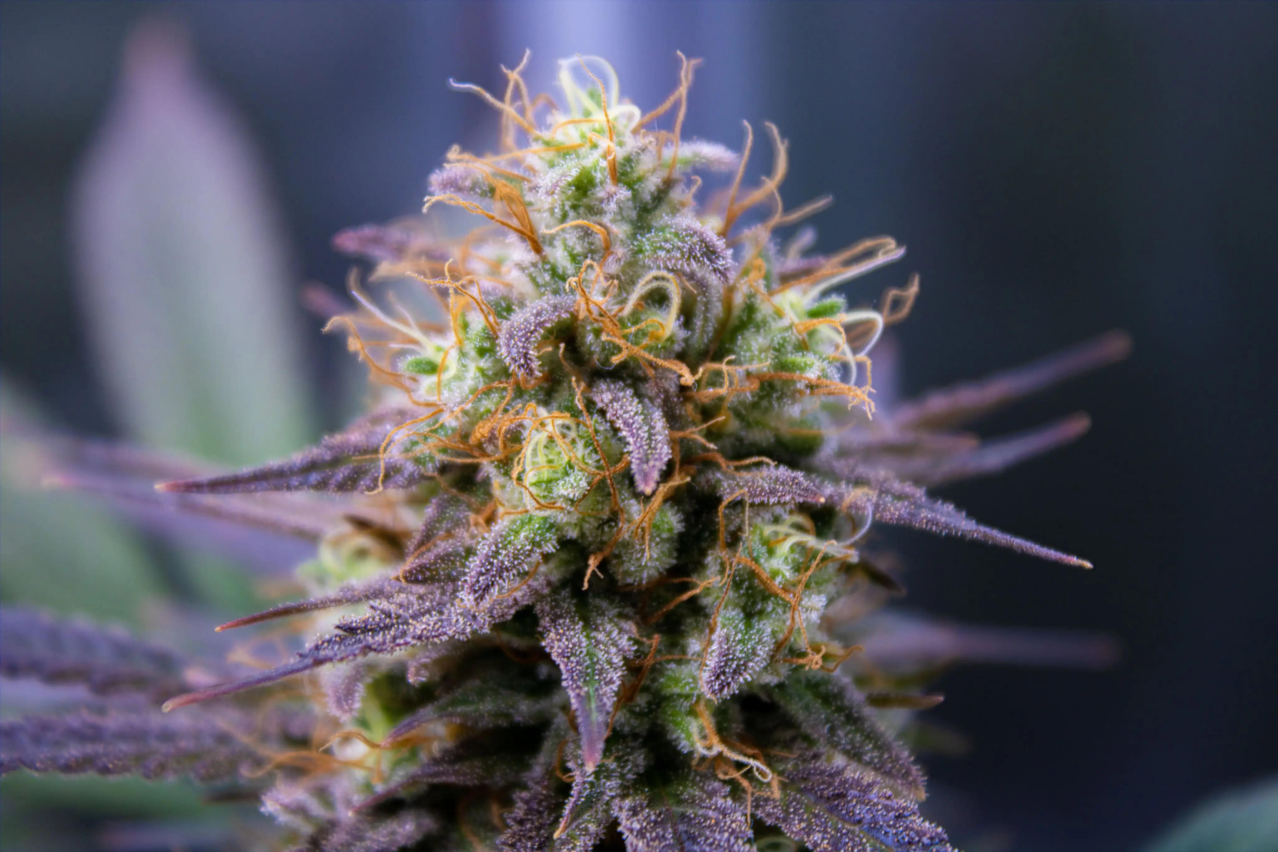 Blüte Weed.de Cannabis Lexikon