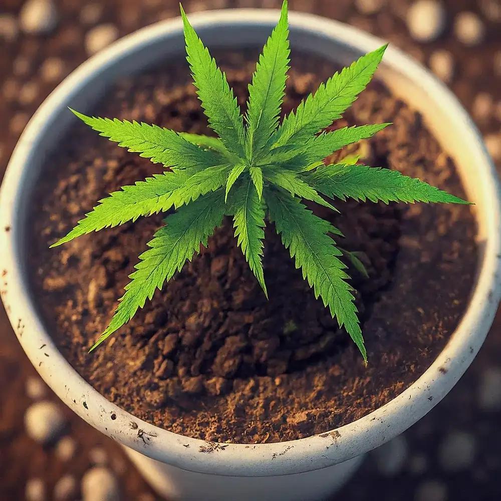 Beste Erde fr Cannabispflanzen: Tipps zur richtigen Wahl