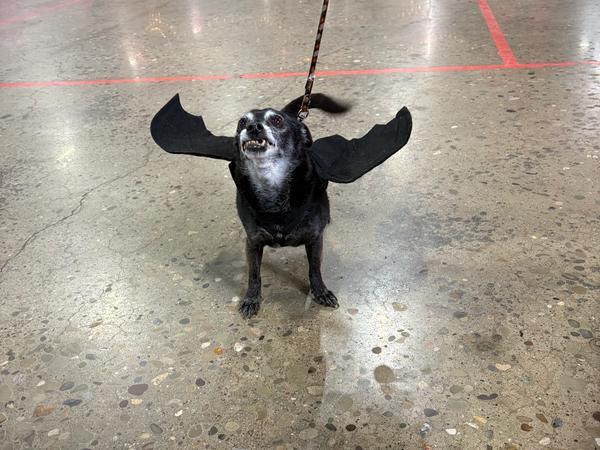 Pet Costume Contest Participant