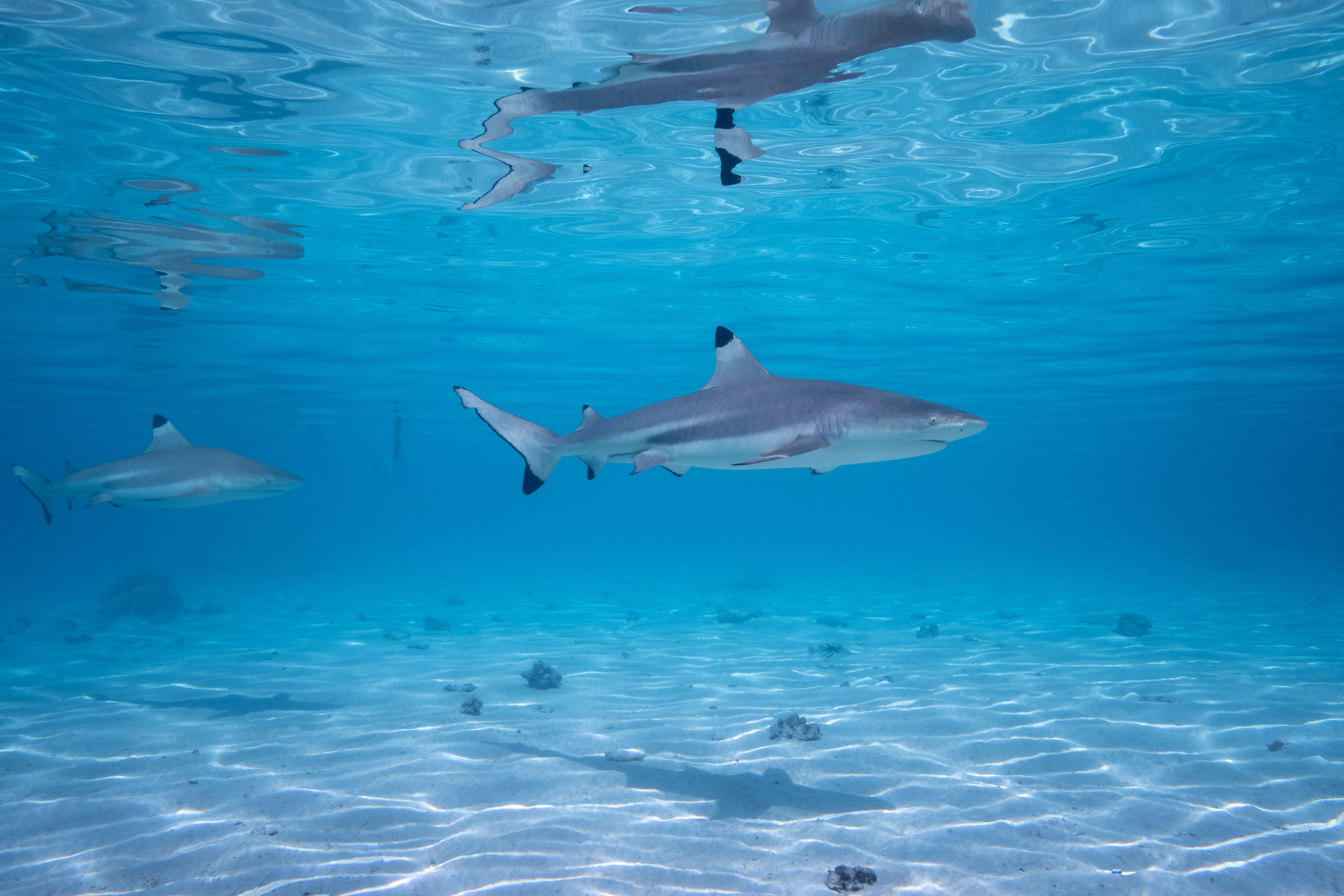 Blacktip Reef Shark