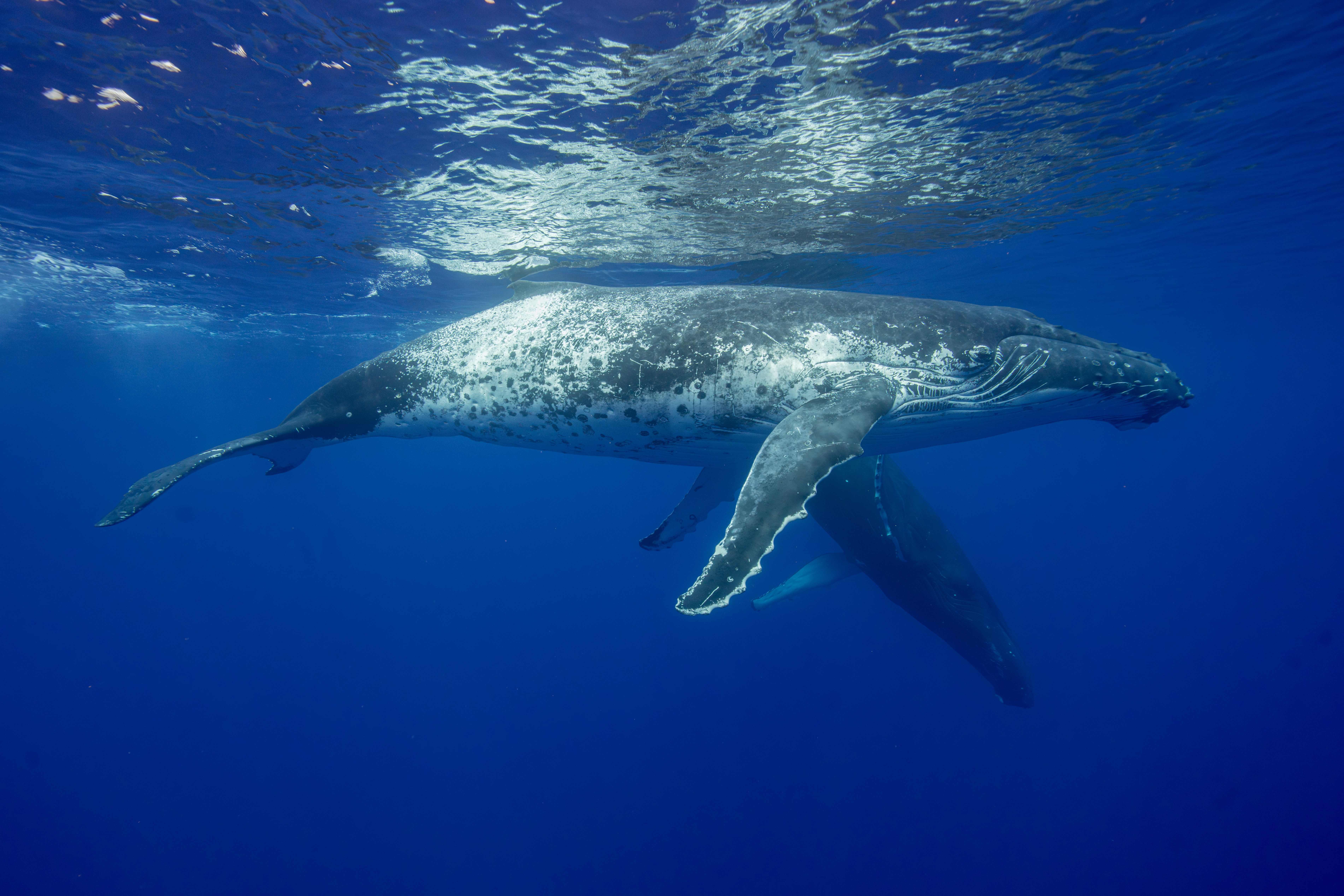 Humpback Whale