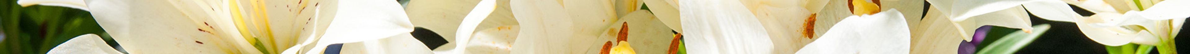 Caring For Your Potted Easter Lily