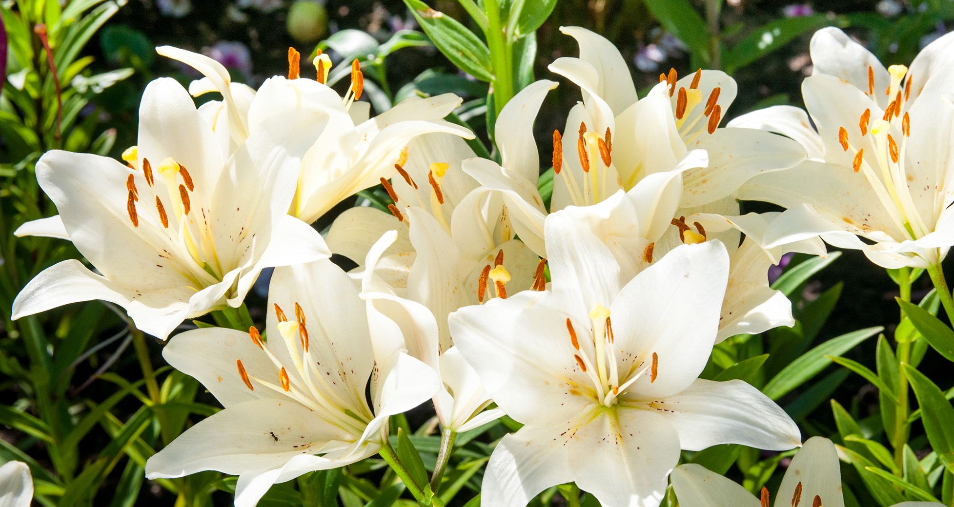 Caring For Your Potted Easter Lily