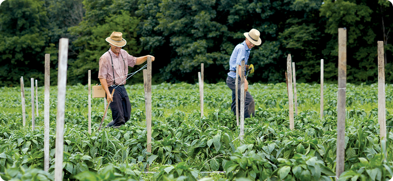 Local farmers
