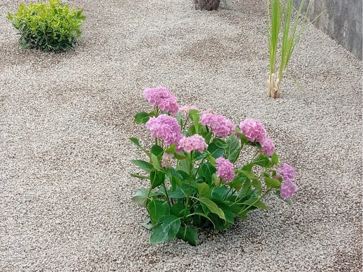 Detalj cvjetnice u uređenoj okućnici
