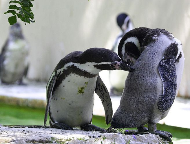 You Scratch My Back