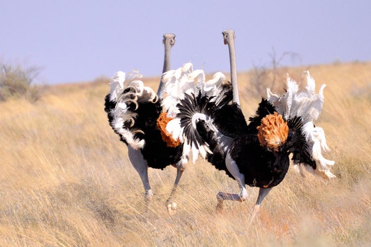 The Benefits Of Adopting An Ostrich Mindset