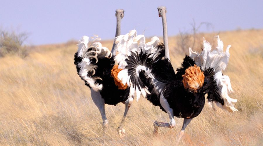 The Benefits Of Adopting An Ostrich Mindset