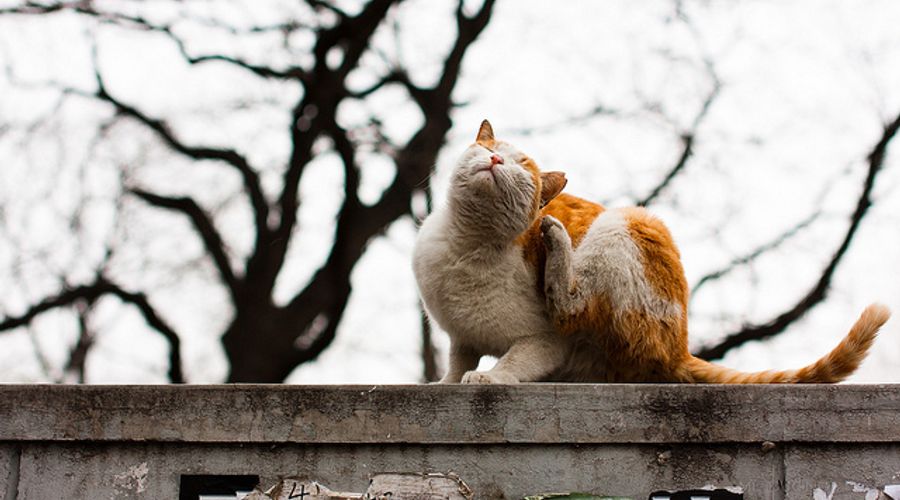 How To Scratch Your Customer’s Itch