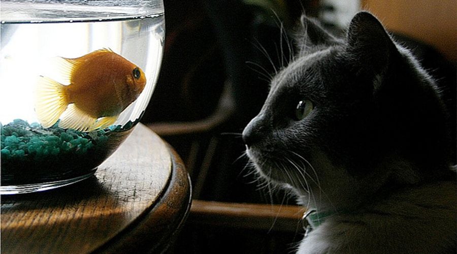 Why Fascinate?— An Interview With Sally Hogshead