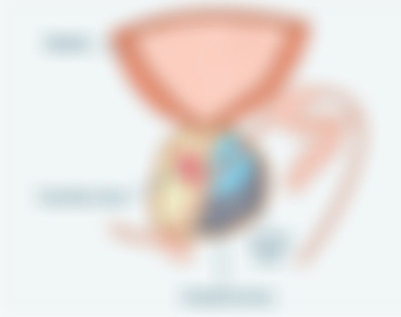 Prostate Anatomy