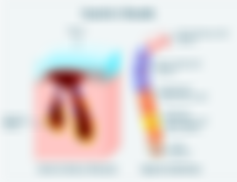 Gastric Glands