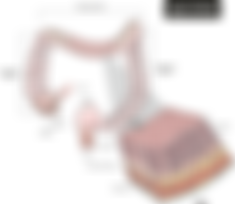 Large Intestine Cross Section