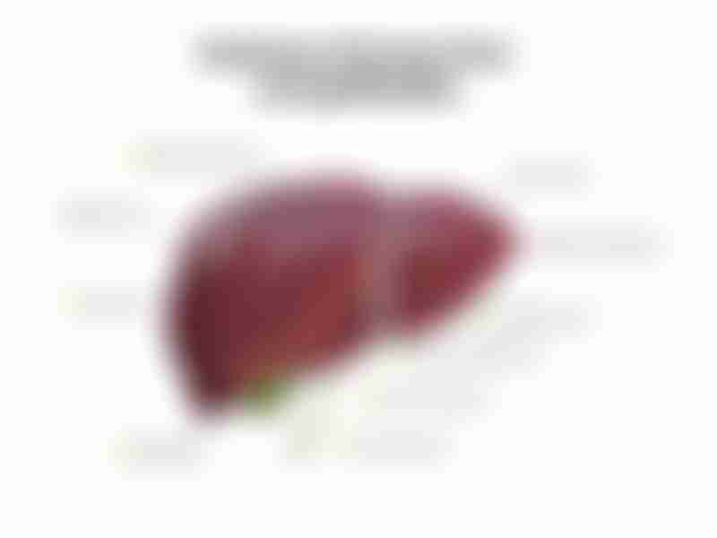 Anatomical diagram of the liver