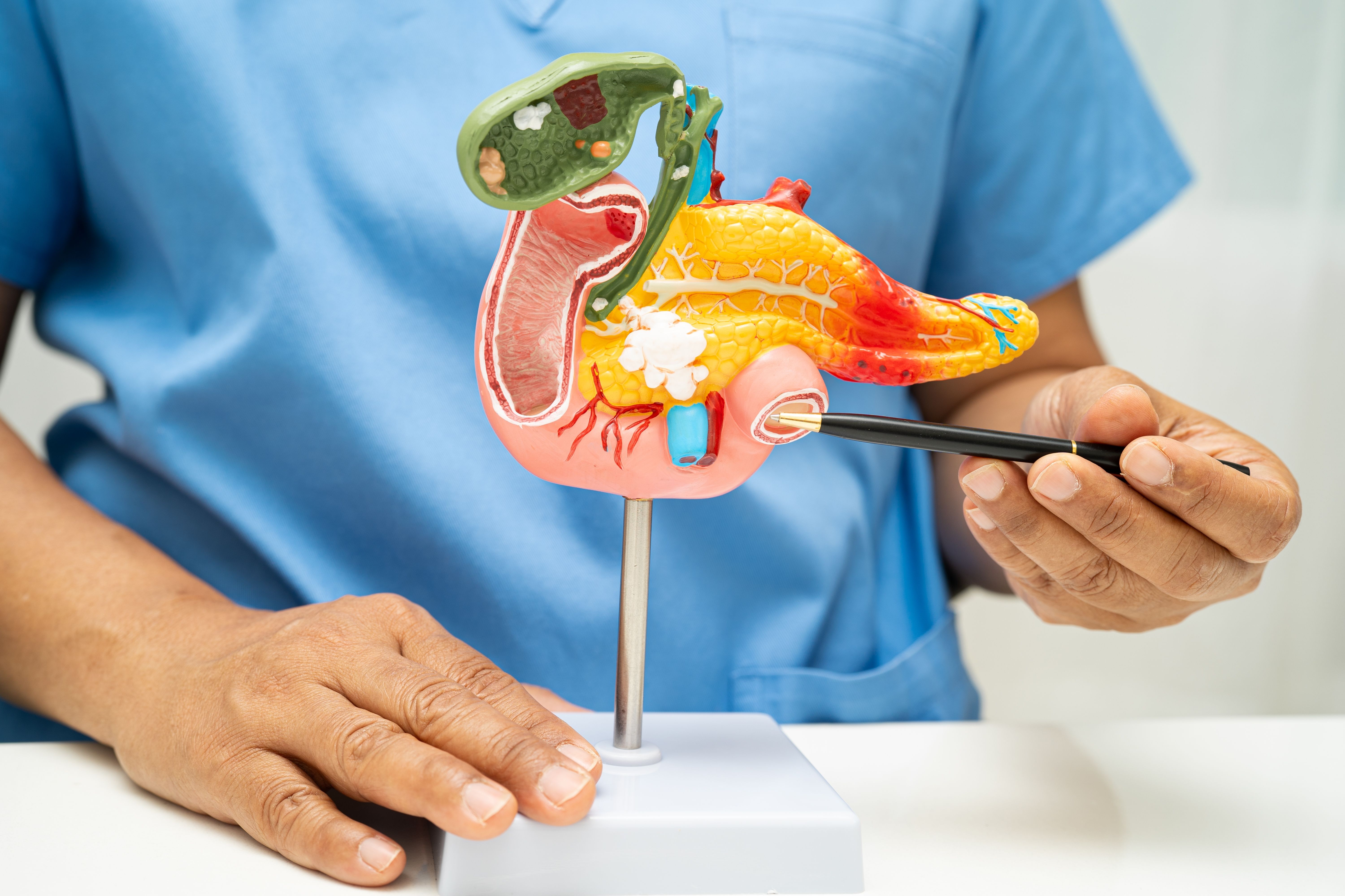 pancreas diagram