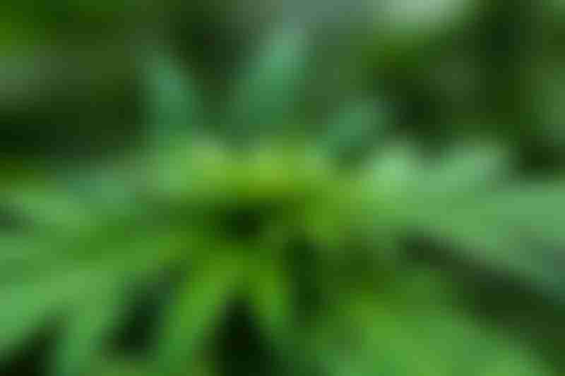 Marijuana Plant
