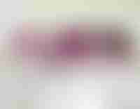 Stained Histology Slides