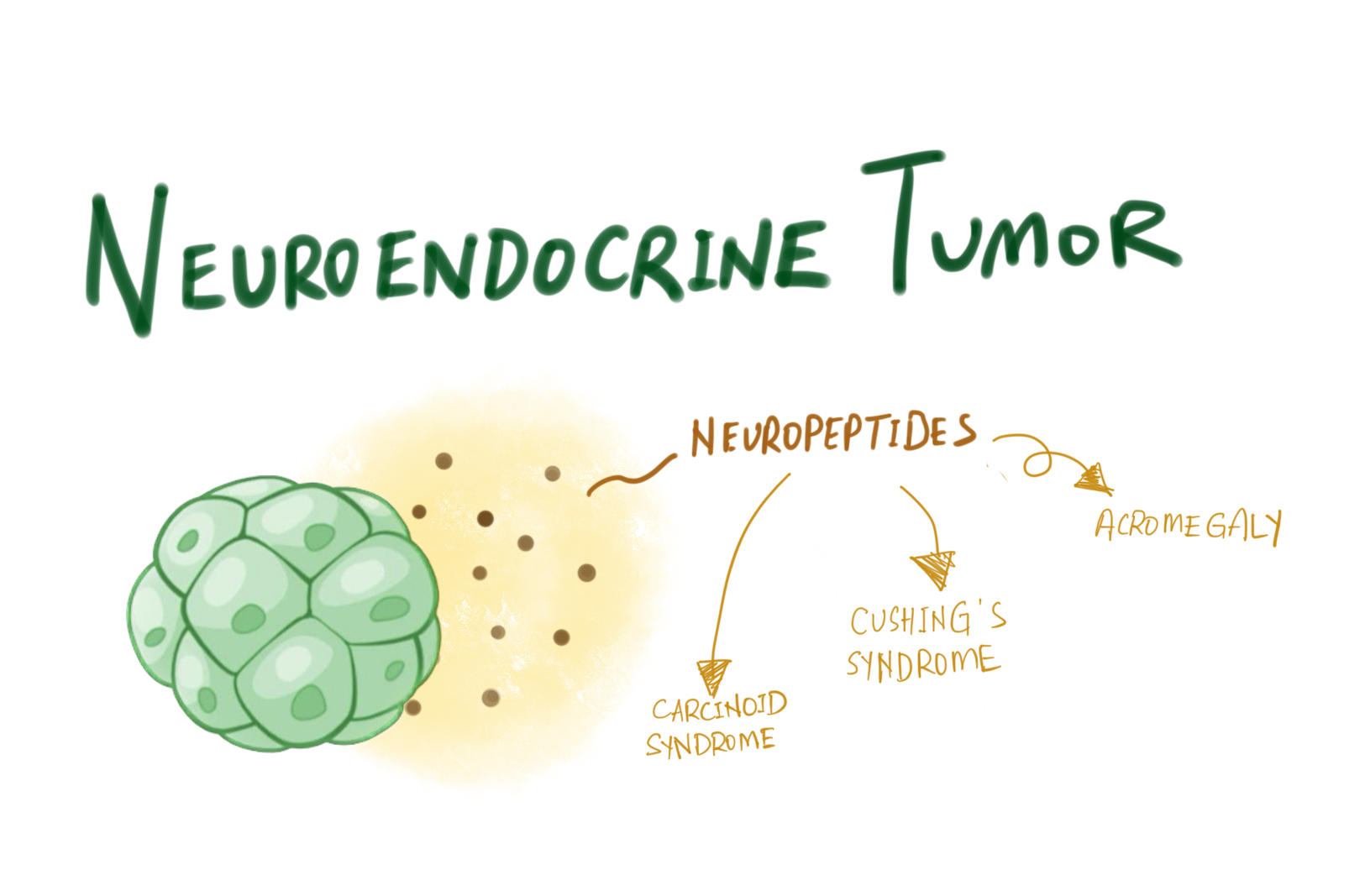Hormonal Syndromes