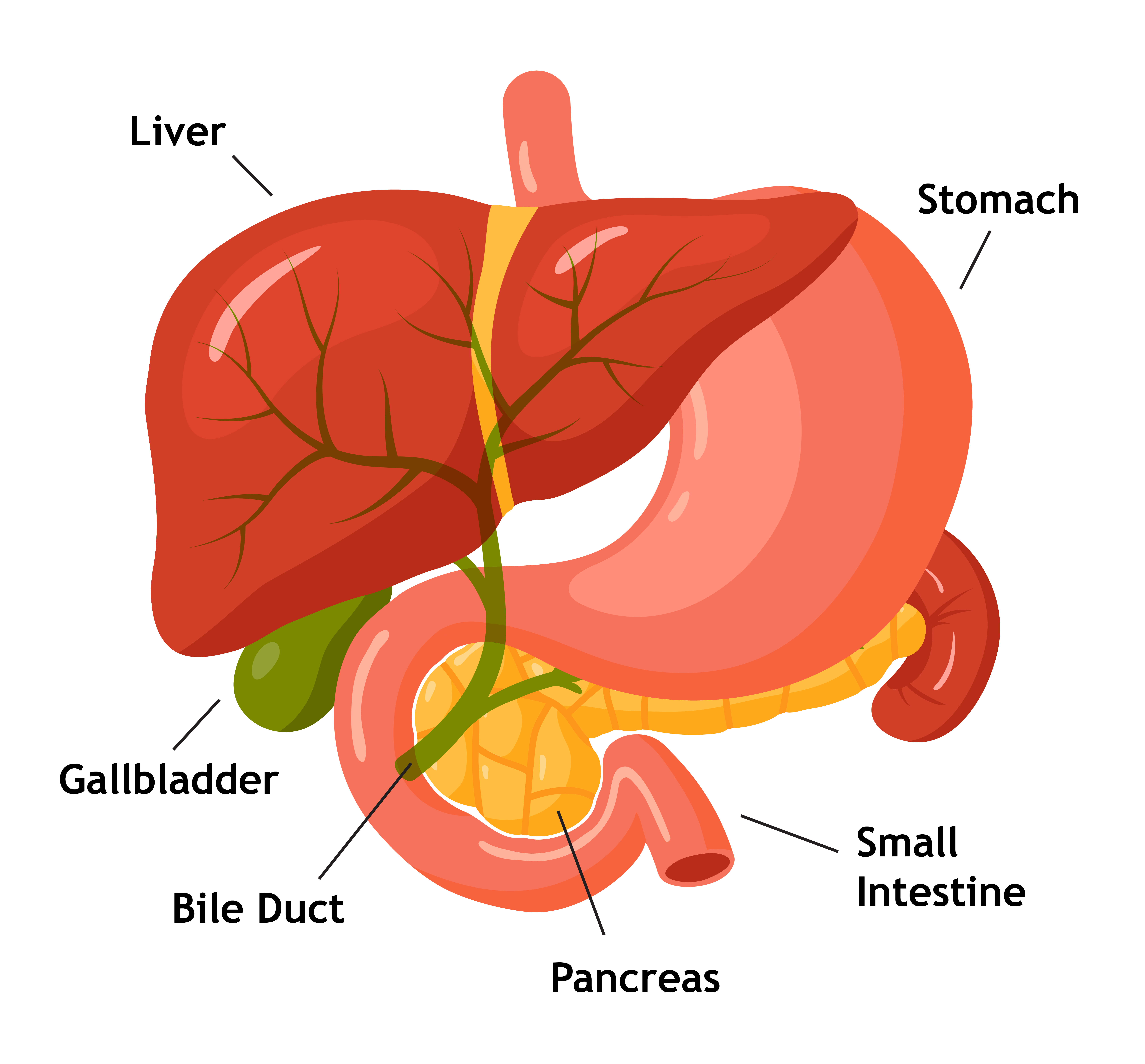 Anatomy of bile duct