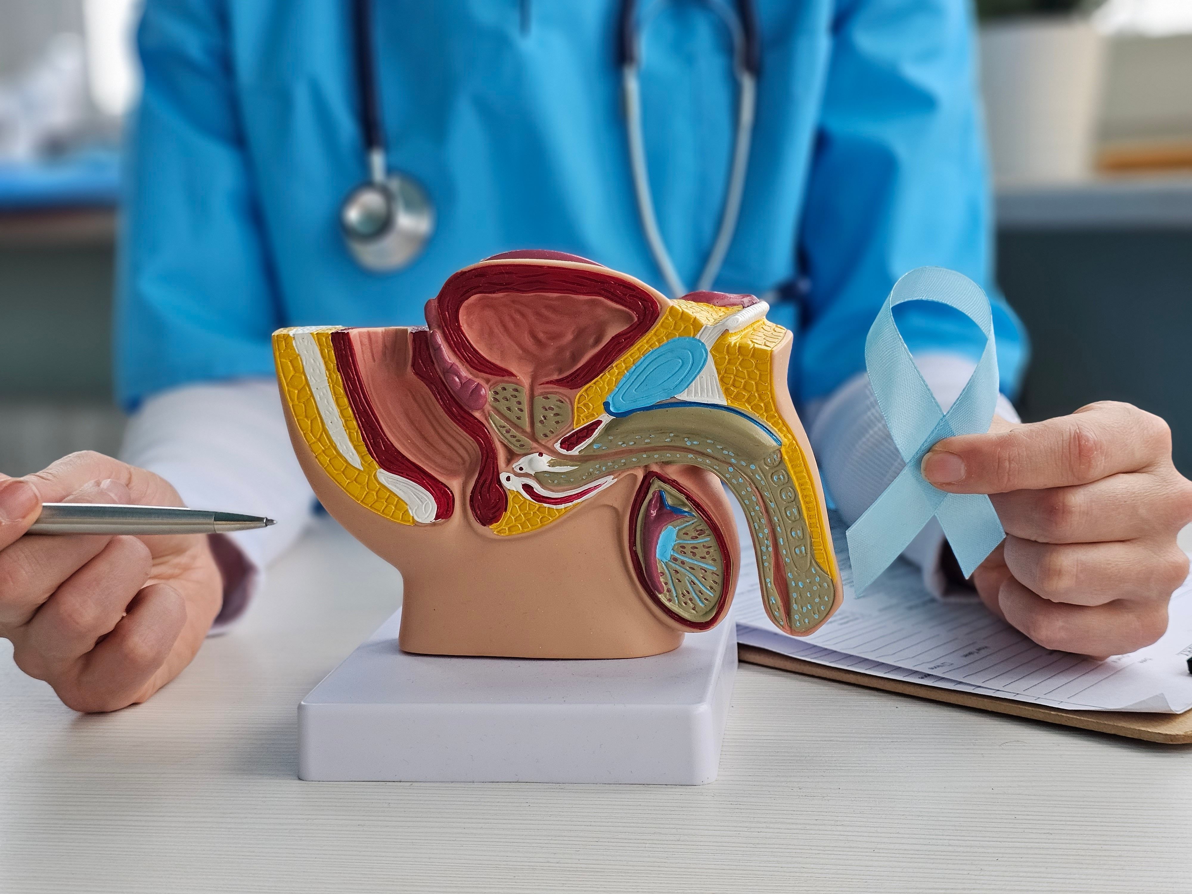 A scientific model of male reproductive organ
