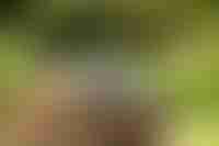 Watchful Waiting Prostate Cancer