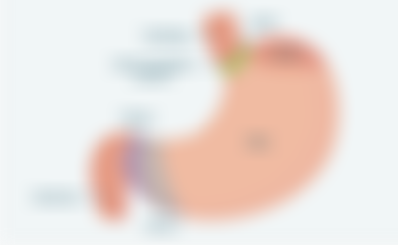 Regions of The Stomach