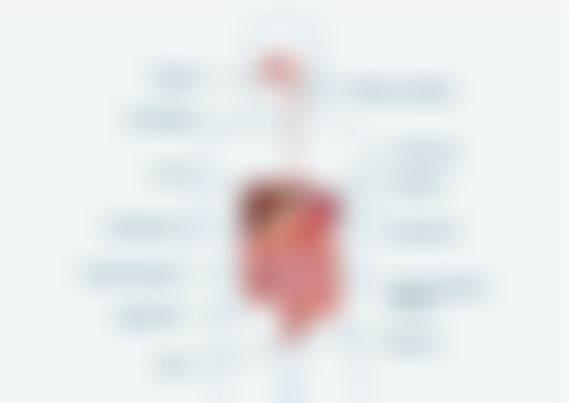 Human Digestive System