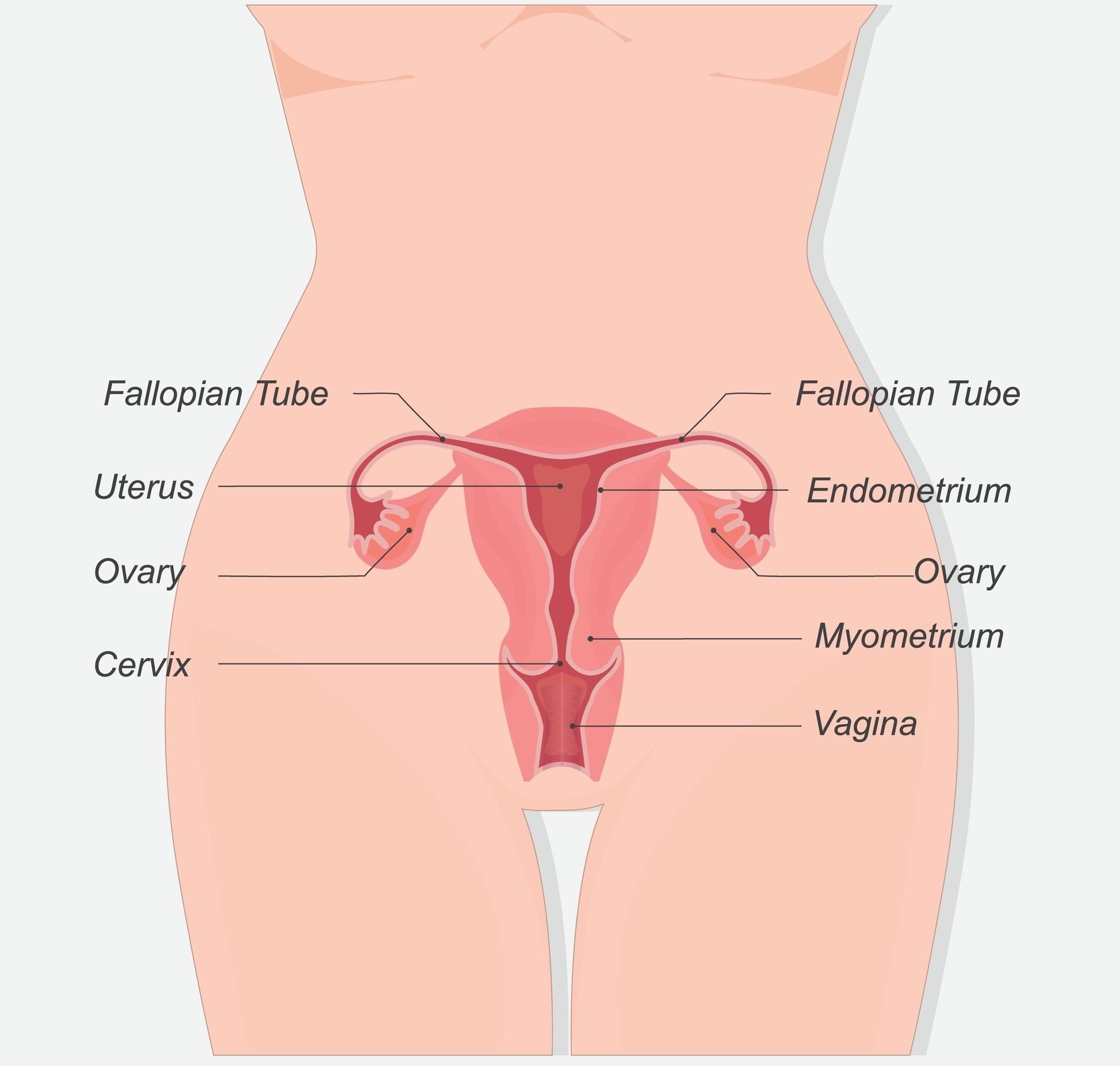 The female reproductive system