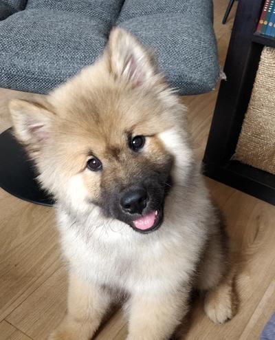 Loki