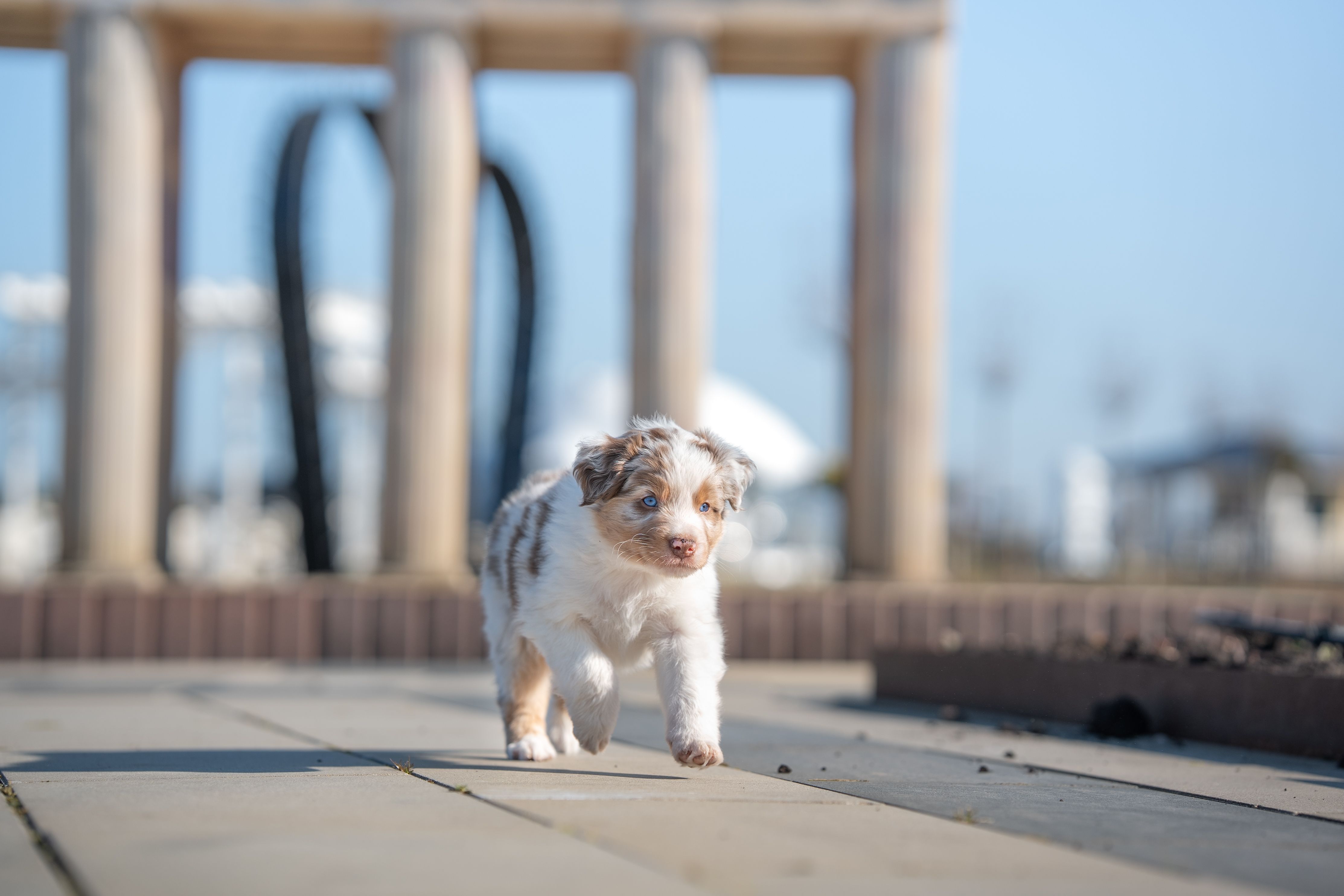 Mažylis „Aussie“, 1,5 mėn. amžiaus, „red merle“, bėgantis pas savo žmogų