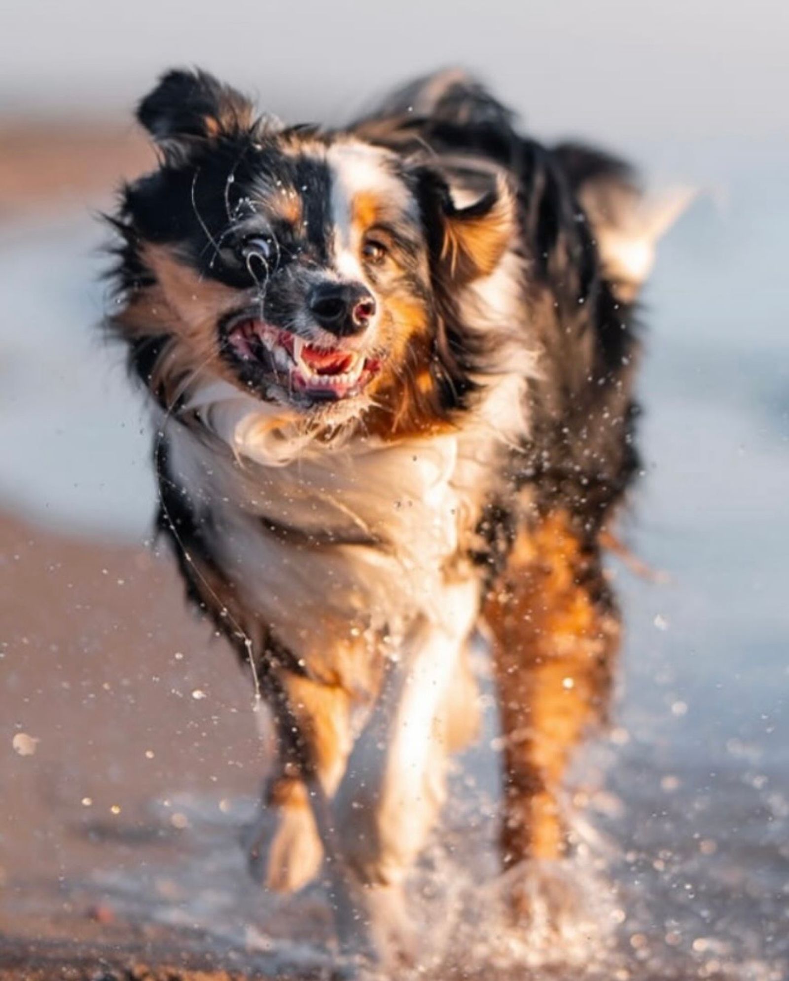 Šlapias tamsaus „merle“ rašto australų aviganio patinėlis nusipurto jūros vandenį.