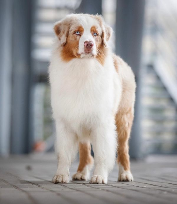 RUFUS nuotrauka