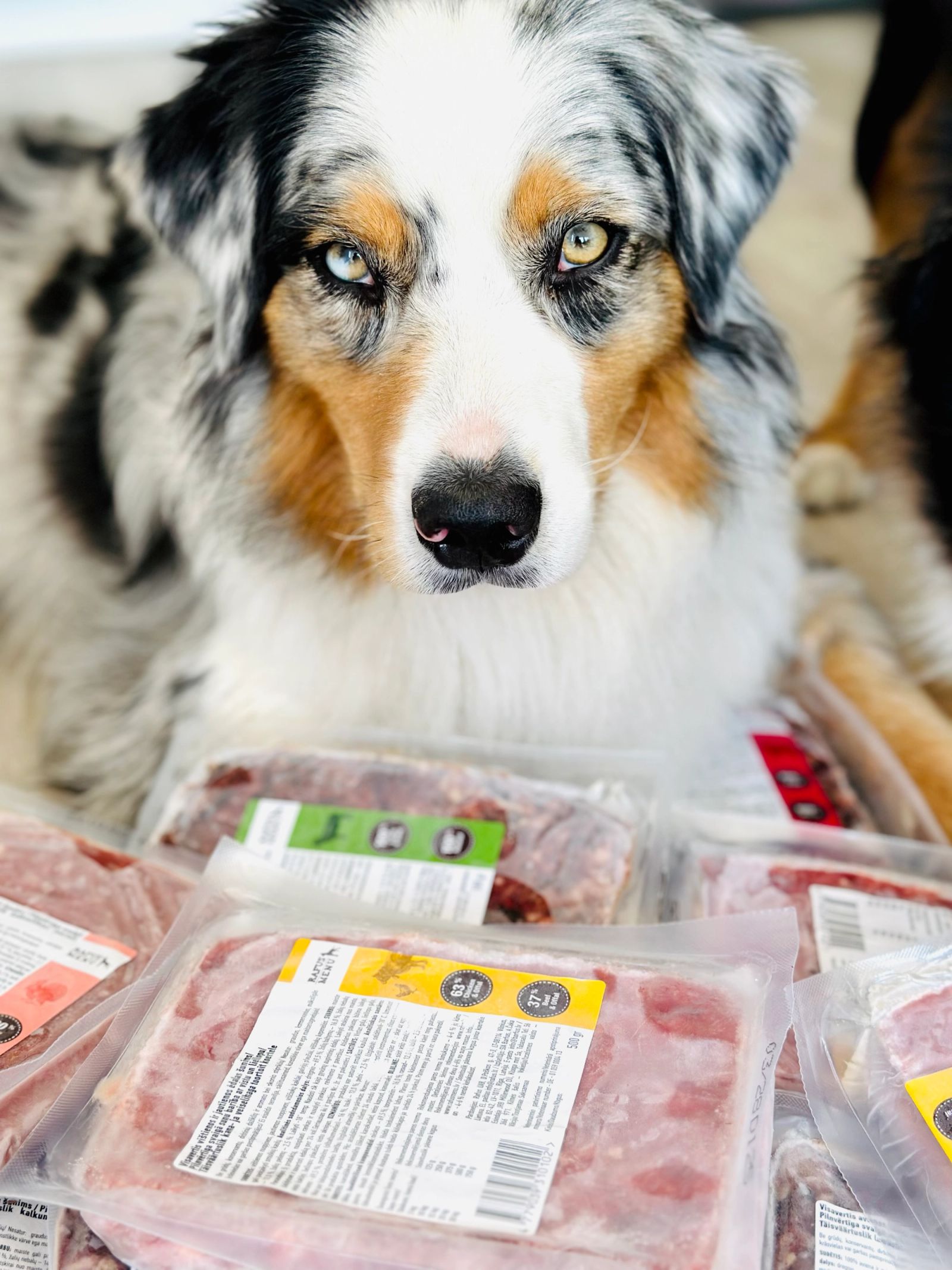 Real wolves eat only meat