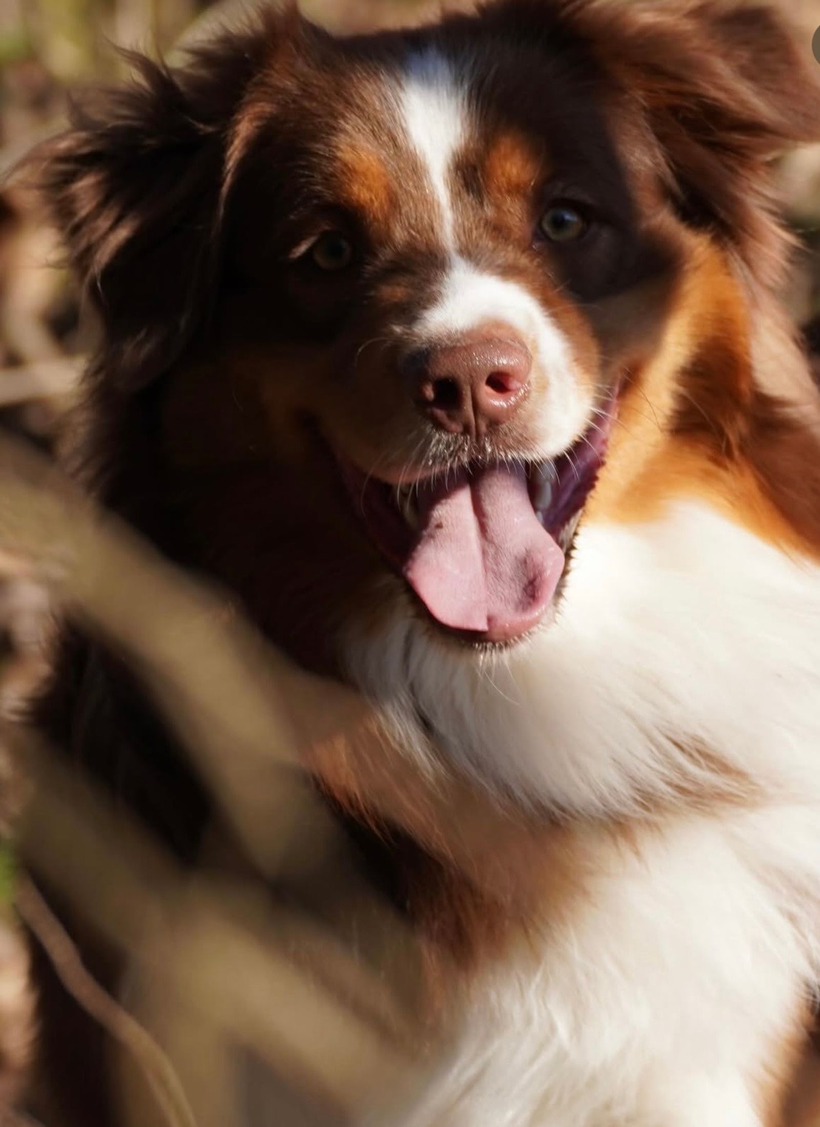 Red tri aussie