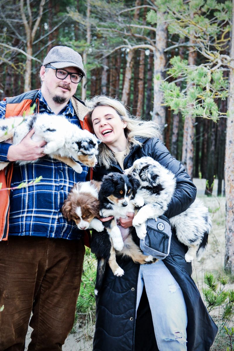 Australian Shepherd puppies growing up with a family
