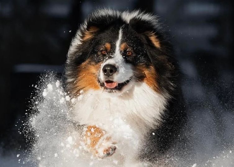GOSHA STAR SNOW WINNER