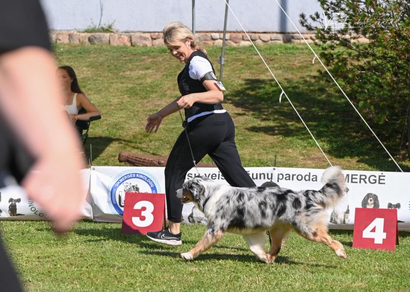 Apie veislę nuotrauka