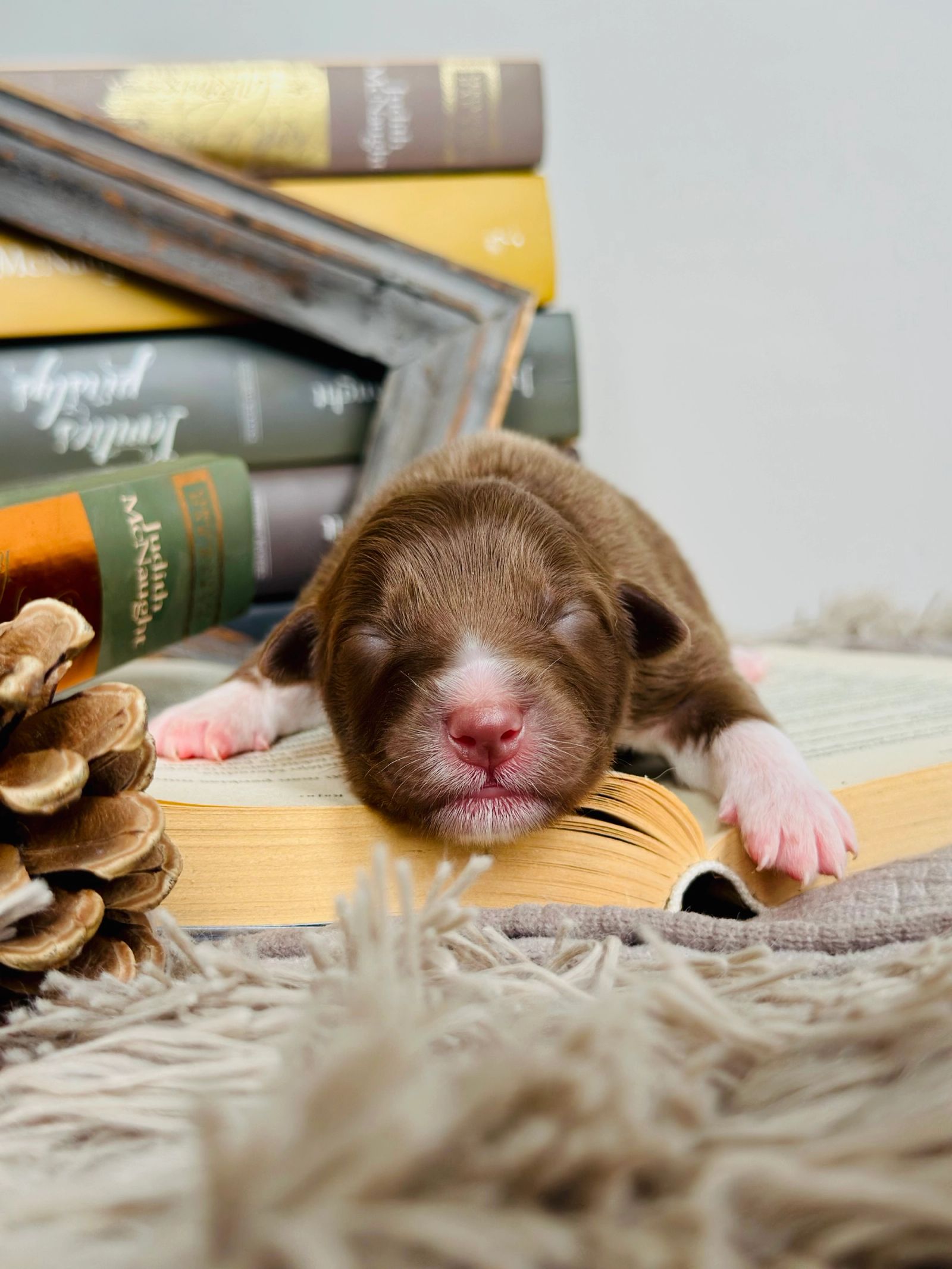 Red bi aussie newborn